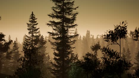 Nebliger-Nordischer-Wald-Am-Frühen-Morgen-Mit-Nebel